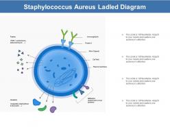 Staphylococcus aureus ladled diagram