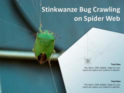 Stinkwanze bug crawling on spider web