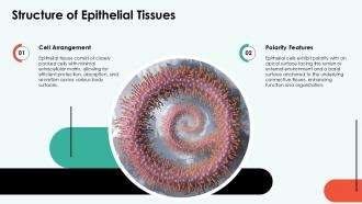 Structure Of Epithelial Tissues PPT Template ACP