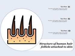 Structure Of Human Hair Follicle Attached To Skin