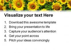 Sunflowers field nature powerpoint templates and powerpoint backgrounds 0311