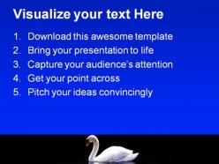 Swan reflected animals powerpoint templates and powerpoint backgrounds 0511