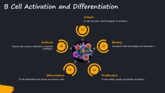 T Lymphocyte And B Lymphocyte Insights PPT PowerPoint AT Unique Pre-designed