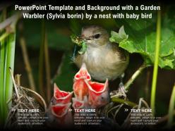 Template and background with a garden warbler sylvia borin by a nest with baby bird