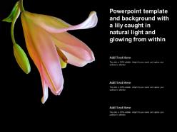 Template and background with a lily caught in natural light and glowing from within