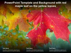 Template and background with red maple leaf on the yellow leaves ppt powerpoint