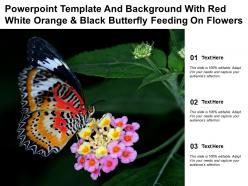 Template and background with red white orange and black butterfly feeding on flowers