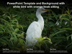 Template and background with white bird with orange beak sitting ppt powerpoint