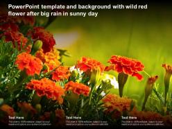 Template and background with wild red flower after big rain in sunny day ppt powerpoint