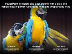 Template with a blue and yellow macaw parrot rubbing its head and wrapping its wing