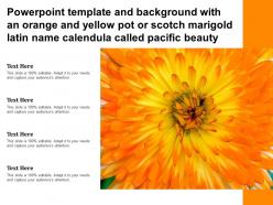 Template with an orange yellow pot or scotch marigold latin name calendula called pacific beauty