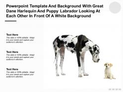 Template with great dane harlequin puppy labrador looking at each other in front of a white