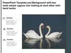 Template with two mute swans cygnus olor looking at each other with bend necks