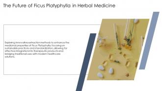 The Future Of Ficus Platyphylla In Herbal Medicine PPT Slides ST AI SS