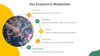 The Science Of Metabolism PPT Structure AT Captivating Designed
