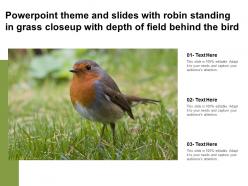 Theme and slides with robin standing in grass closeup with depth of field behind the bird