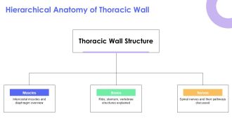 Thoracic Wall Anatomy Muscles Bones And Neurovascular Supply PPT Designs AT Analytical Multipurpose