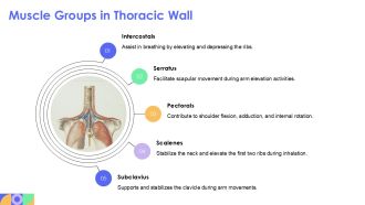 Thoracic Wall Anatomy Muscles Bones And Neurovascular Supply PPT Designs AT Professionally Multipurpose