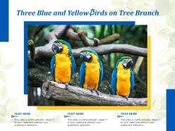 Three blue and yellow birds on tree branch