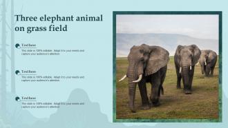 Three Elephant Animal On Grass Field