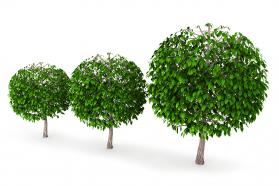 Three green trees stock photo