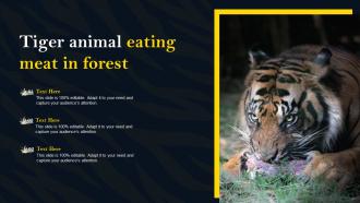 Tiger Animal Eating Meat In Forest