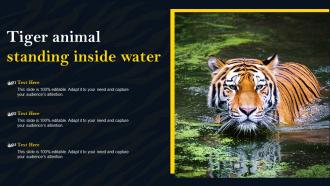 Tiger Animal Standing Inside Water