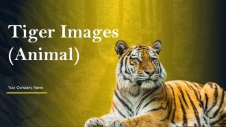 Tiger Images Animal PowerPoint PPT Template Bundles