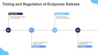 Timing And Regulation Of Ecdysone Release PPT Example ST AI SS