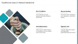 Traditional Uses In Herbal Medicine Lithospermum Erythrorhizon PPT Presentation ST AI SS