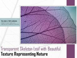 Transparent skeleton leaf with beautiful texture representing nature