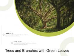 Trees and branches with green leaves
