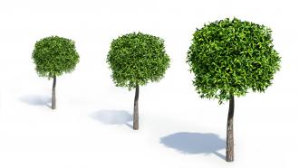 Trees showing slow to medium growth rate stock photo