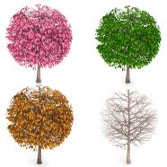 Trees with four seasons stock photo