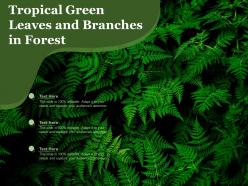 Tropical green leaves and branches in forest
