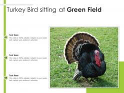 Turkey bird sitting at green field