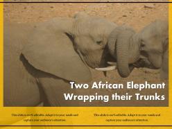 Two african elephant wrapping their trunks