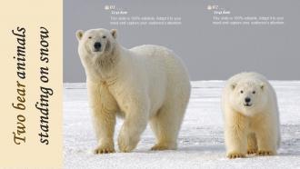Two Bear Animals Standing On Snow