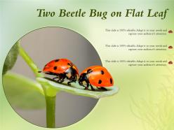 Two beetle bug on flat leaf