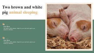 Two Brown And White Pig Animal Sleeping