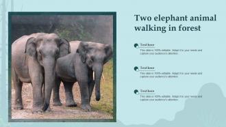 Two Elephant Animal Walking In Forest