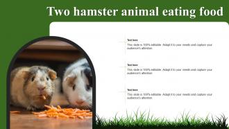 Two Hamster Animal Eating Food