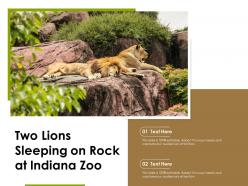 Two lions sleeping on rock at indiana zoo