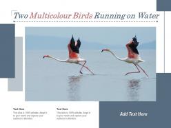 Two multicolour birds running on water