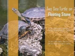 Two sea turtle on floating stone