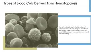 Types Of Blood Cells Derived From Hematopoiesis Hematopoiesis Mast Cell PPT PowerPoint ACP