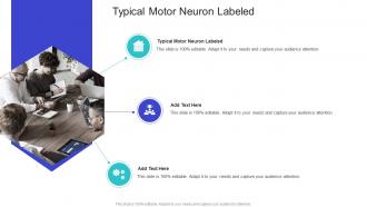 Typical Motor Neuron Labeled In Powerpoint And Google Slides Cpb