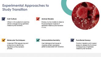 Understanding Epithelial Mesenchymal Transition Mechanisms PPT Sample ST AI Adaptable Good
