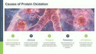 Understanding Protein Oxidation Causes And Effects PPT PowerPoint ST AI Unique Idea