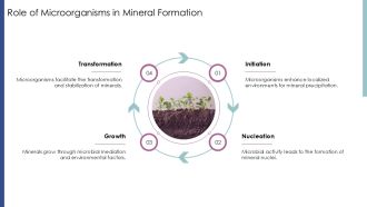 Understanding The Biomineralization Process PPT Designs AT Visual Multipurpose